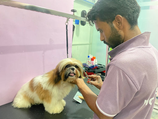 HobbsGo grooming studio interior