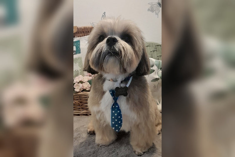 Hobbs, the dog behind HobbsGo