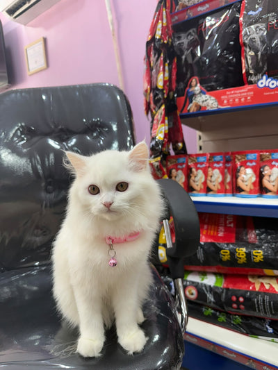 Pet grooming transformation
