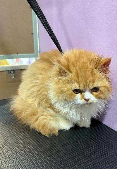 Pet grooming transformation