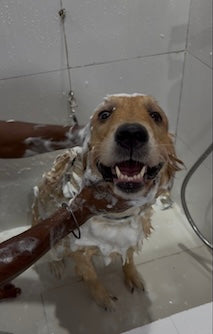 Bathing a dog at HobbsGo grooming studio