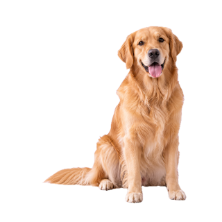 Dogs
