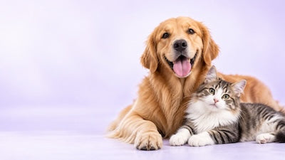 Happy dog and cat