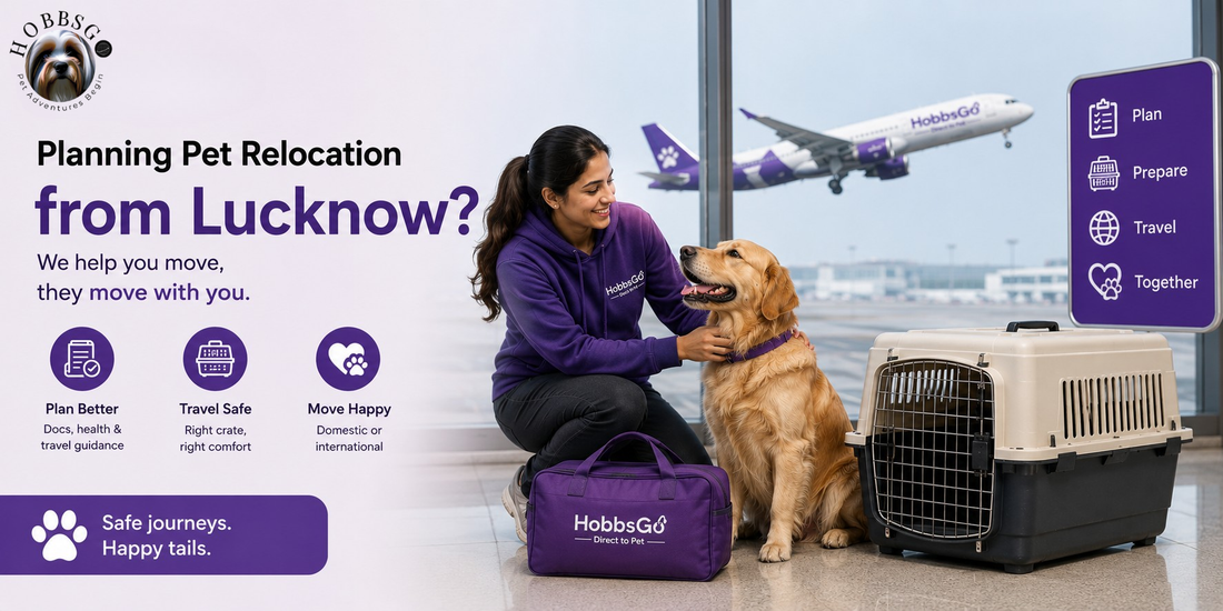 Pet in IATA-approved cargo hold crate travelling by air from India for international relocation