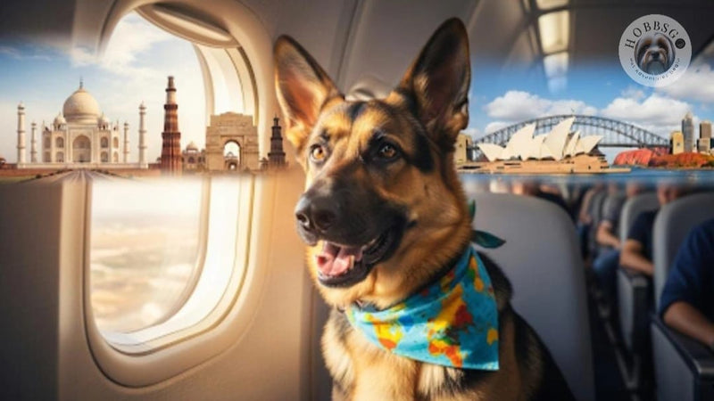 Travelling with Pet From India To Australia