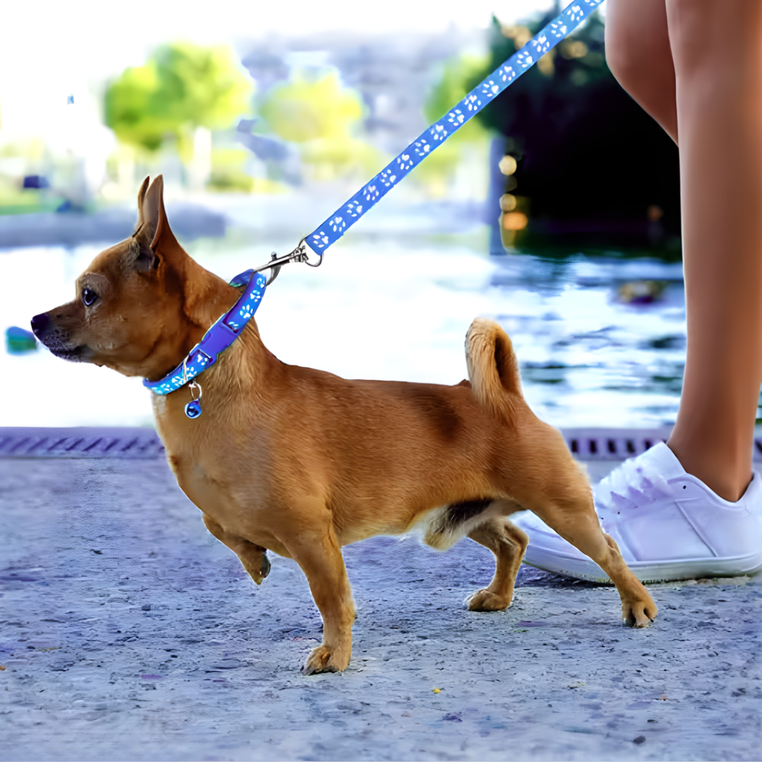 Matching Collar and Leash Sets