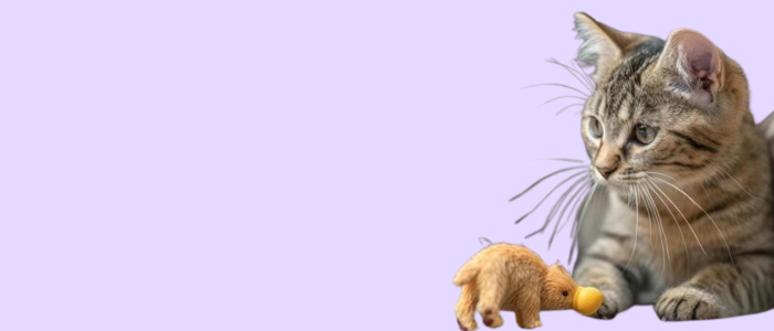 ⁠Cat Toys