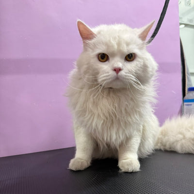 Pet grooming transformation