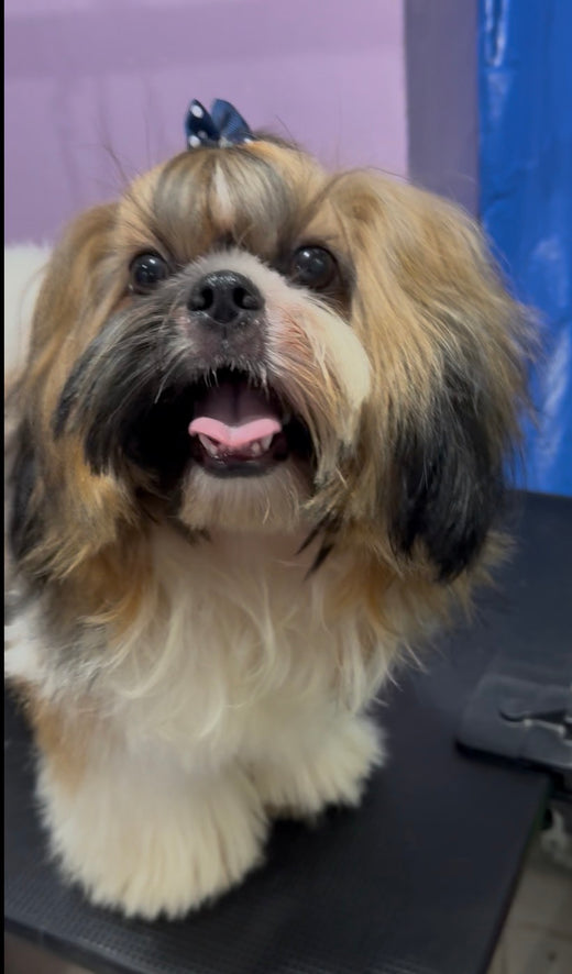 Fully groomed long hair dog at HobbsGo grooming studio