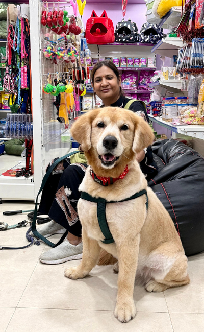 Golden retriever grooming transformation