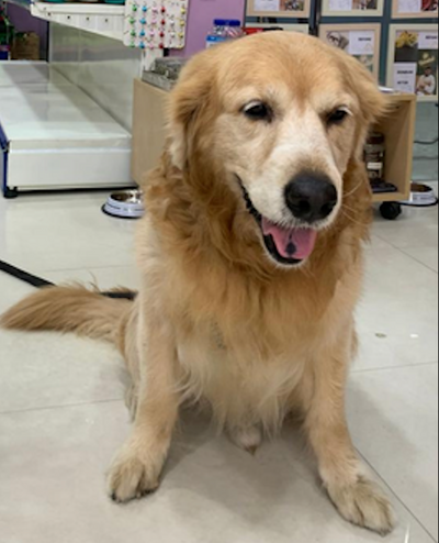 Golden retriever grooming transformation