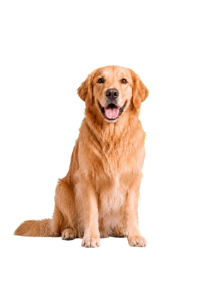 Dogs
