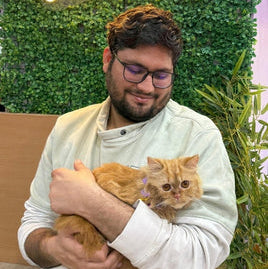 Cat grooming transformation