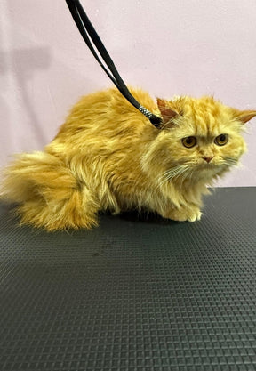 Cat grooming transformation