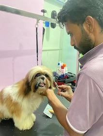HobbsGo groomer working with a dog