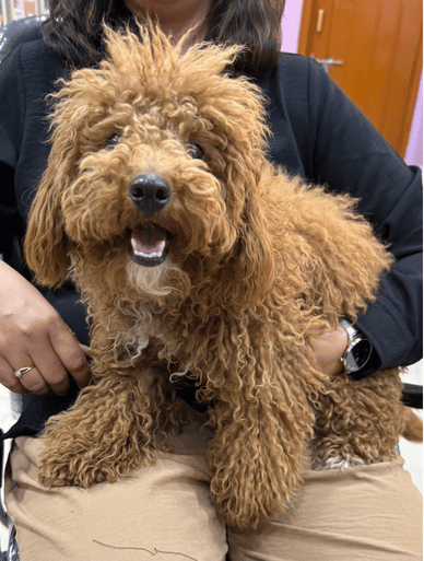 Pet grooming transformation