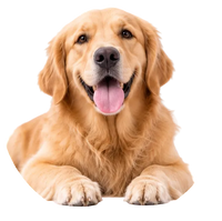 Dogs