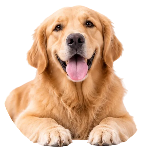 Happy Dogs Happier Lives